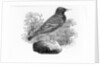 The Starling by Thomas Bewick
