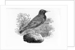 The Starling by Thomas Bewick
