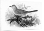 The Dartford Warbler by William Yarrell