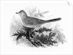 The Dartford Warbler by William Yarrell