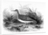 The Common Sandpiper by William Yarrell