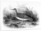 The Common Sandpiper by William Yarrell