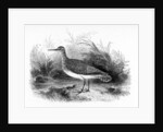 The Common Sandpiper by William Yarrell
