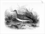 The Common Sandpiper by William Yarrell