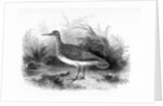 The Common Sandpiper by William Yarrell