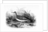The Common Sandpiper by William Yarrell