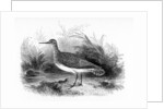 The Common Sandpiper by William Yarrell