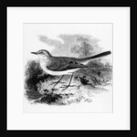 Ray's Wagtail by William Yarrell