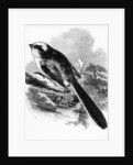 The Long-Tailed Tit by William Yarrell