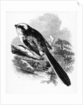 The Long-Tailed Tit by William Yarrell
