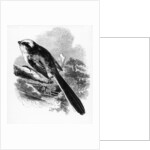 The Long-Tailed Tit by William Yarrell