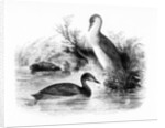 The Little Grebe, or Dabchick by William Yarrell