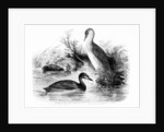 The Little Grebe, or Dabchick by William Yarrell