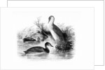 The Little Grebe, or Dabchick by William Yarrell