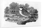 The Blue Titmouse by Thomas Bewick