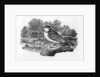 The Blue Titmouse by Thomas Bewick