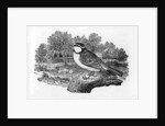 The Blue Titmouse by Thomas Bewick