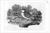 The Blue Titmouse by Thomas Bewick