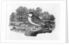 The Blue Titmouse by Thomas Bewick