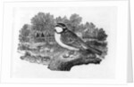The Blue Titmouse by Thomas Bewick