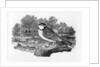 The Blue Titmouse by Thomas Bewick