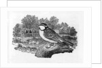 The Blue Titmouse by Thomas Bewick