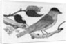 The Black-Cap by Thomas Bewick