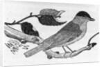The Black-Cap by Thomas Bewick