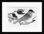 The Black-Cap by Thomas Bewick