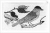 The Black-Cap by Thomas Bewick