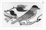 The Black-Cap by Thomas Bewick