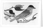 The Black-Cap by Thomas Bewick