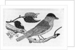 The Black-Cap by Thomas Bewick