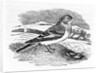 Tawny Bunting by Thomas Bewick