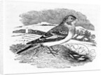 Tawny Bunting by Thomas Bewick