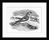 Tawny Bunting by Thomas Bewick