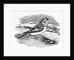 Tawny Bunting by Thomas Bewick