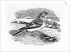 Tawny Bunting by Thomas Bewick