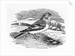 Tawny Bunting by Thomas Bewick