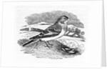 Tawny Bunting by Thomas Bewick