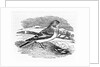 Tawny Bunting by Thomas Bewick