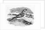 Tawny Bunting by Thomas Bewick