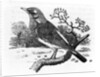 The Fieldfare by Thomas Bewick