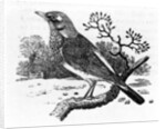 The Fieldfare by Thomas Bewick