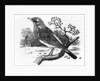 The Fieldfare by Thomas Bewick