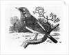 The Fieldfare by Thomas Bewick
