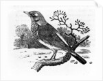 The Fieldfare by Thomas Bewick