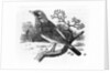 The Fieldfare by Thomas Bewick