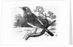 The Fieldfare by Thomas Bewick