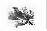The Fieldfare by Thomas Bewick
